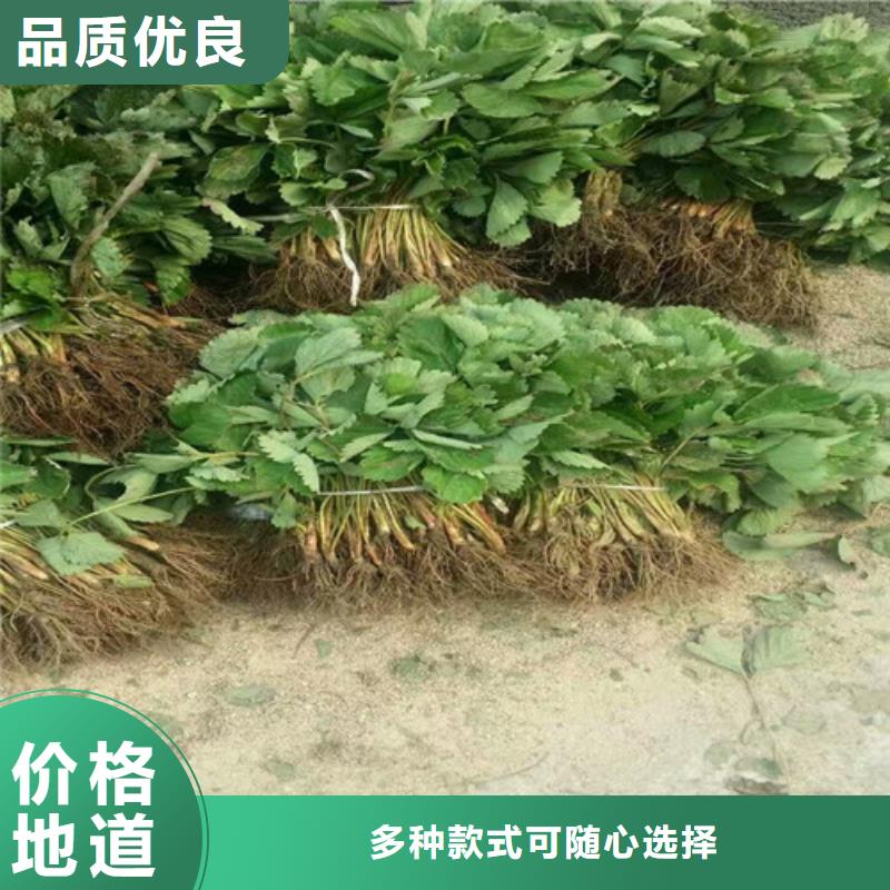 草莓苗黄金苹果树苗基地现货齐全售后无忧