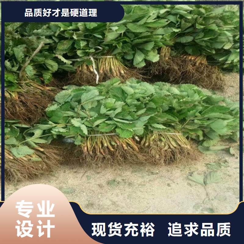 临川宁玉草莓苗品种齐全