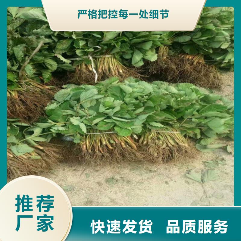 琼中县妙香草莓苗-妙香草莓苗售后保证