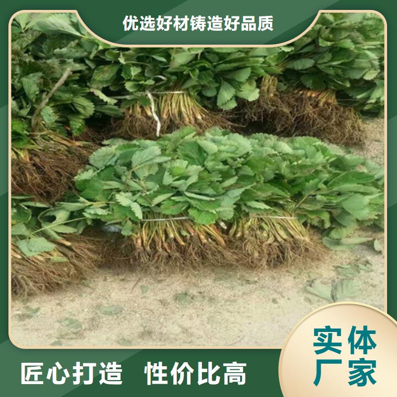 基地批发桃熏草莓苗，桃熏草莓苗种植地区