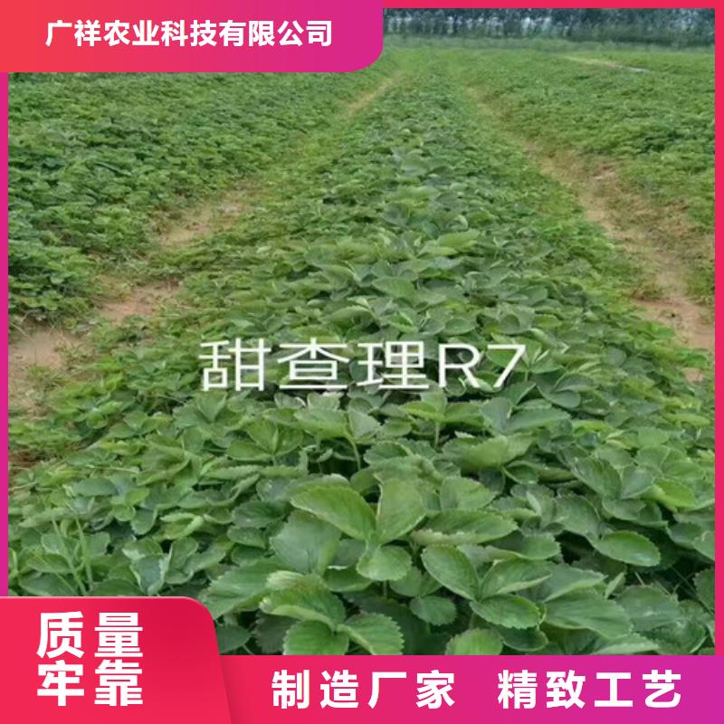 长沙天心基地批发妙香草莓苗，妙香草莓苗亩产多少