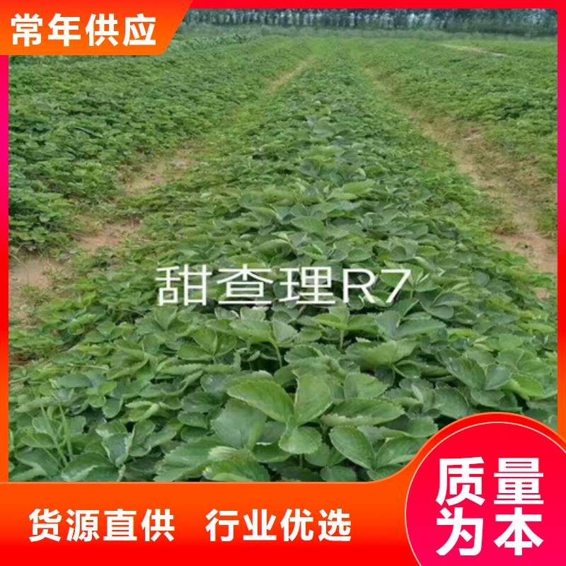 许昌牛奶草莓苗大品牌放心购