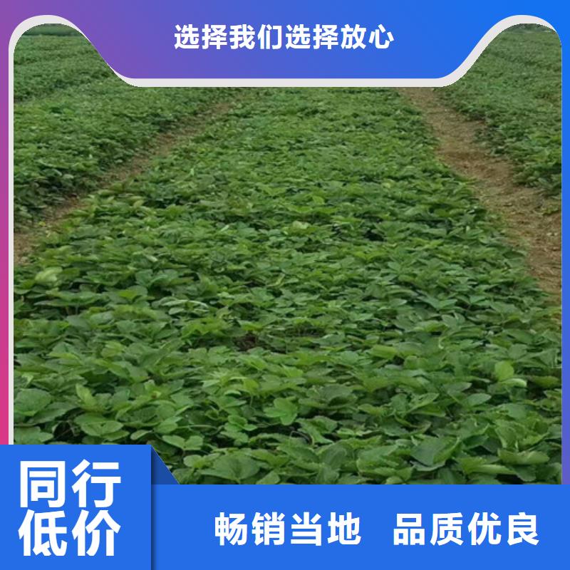 青海省丰香草莓苗便宜价格