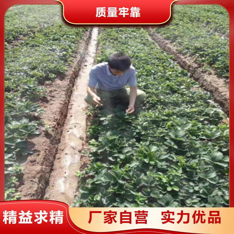 六安寿县二年生章姬草莓苗，章姬草莓苗栽植密度