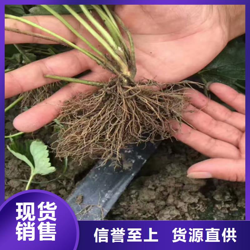 新疆克拉玛依法兰地草莓苗