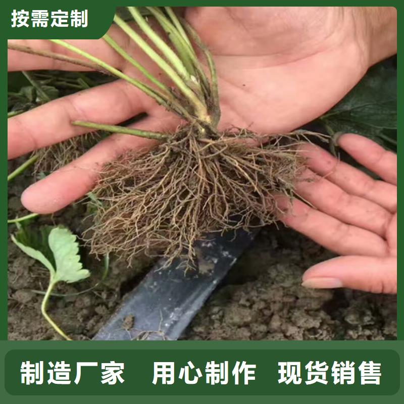 草莓苗果树苗批发基地定制批发