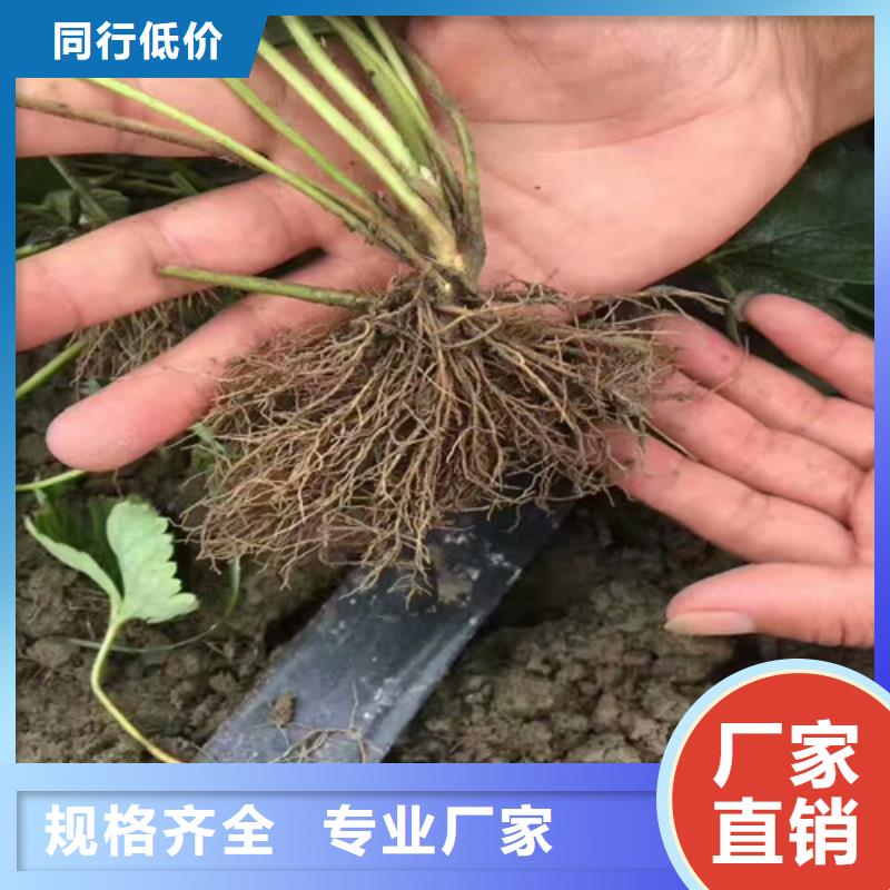 和政甜查理草莓苗基地批发