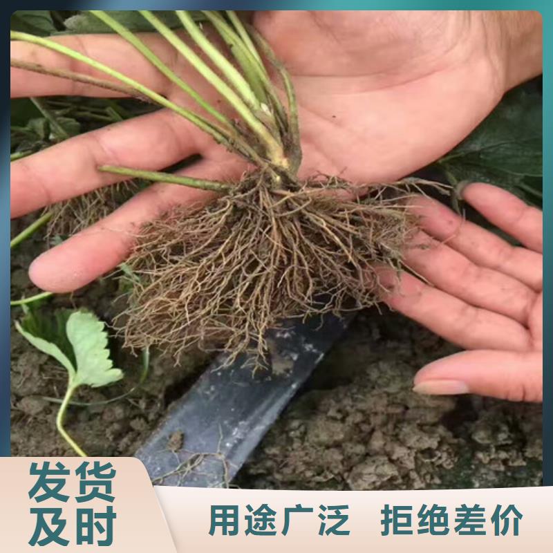 四季草莓苗批发价格