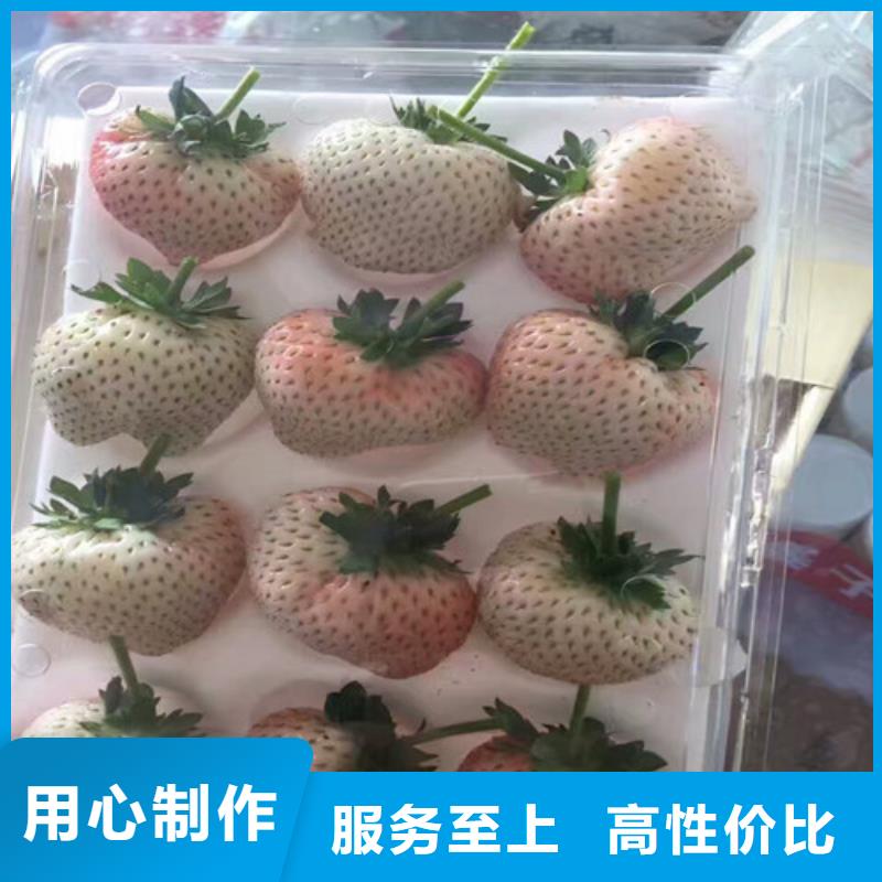 哪里出售大棚草莓苗，大棚草莓苗品种齐全