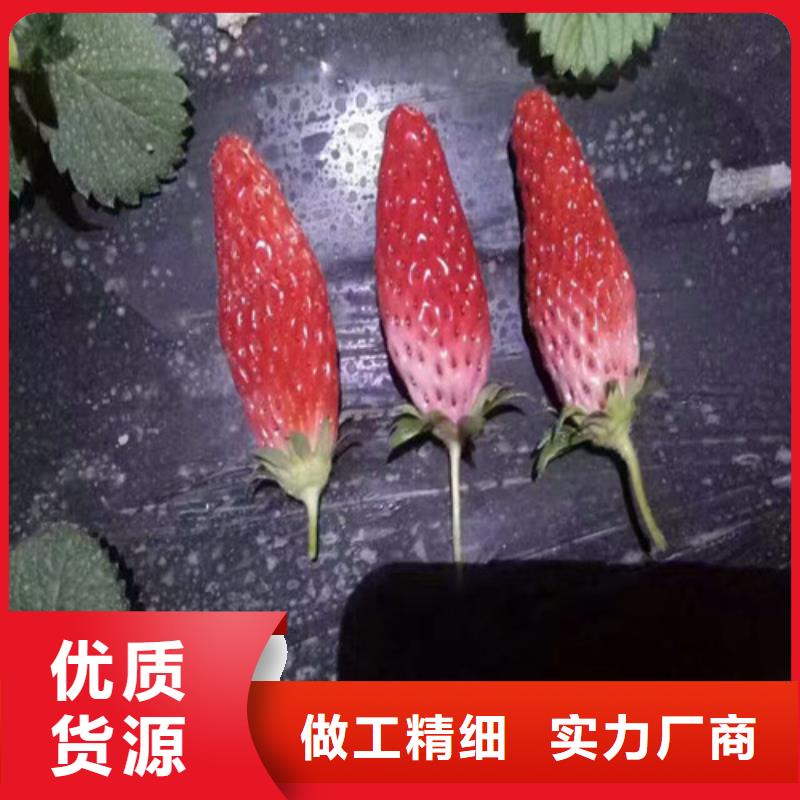 合浦草莓苗哪里有批发的