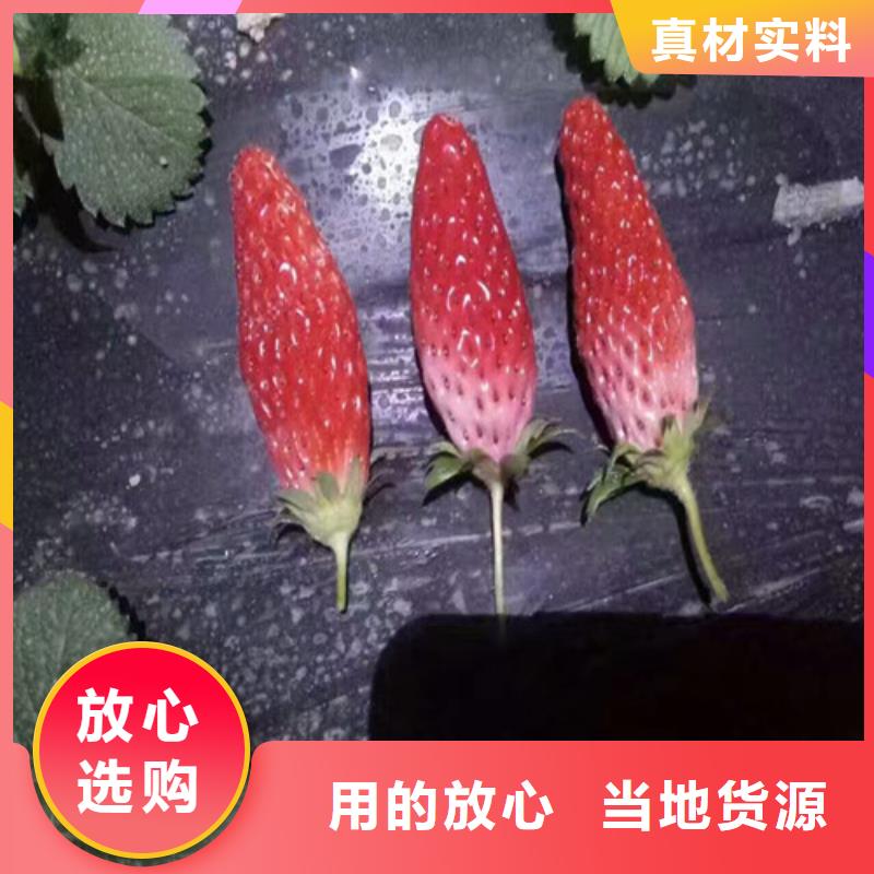 值得信赖的草莓种苗