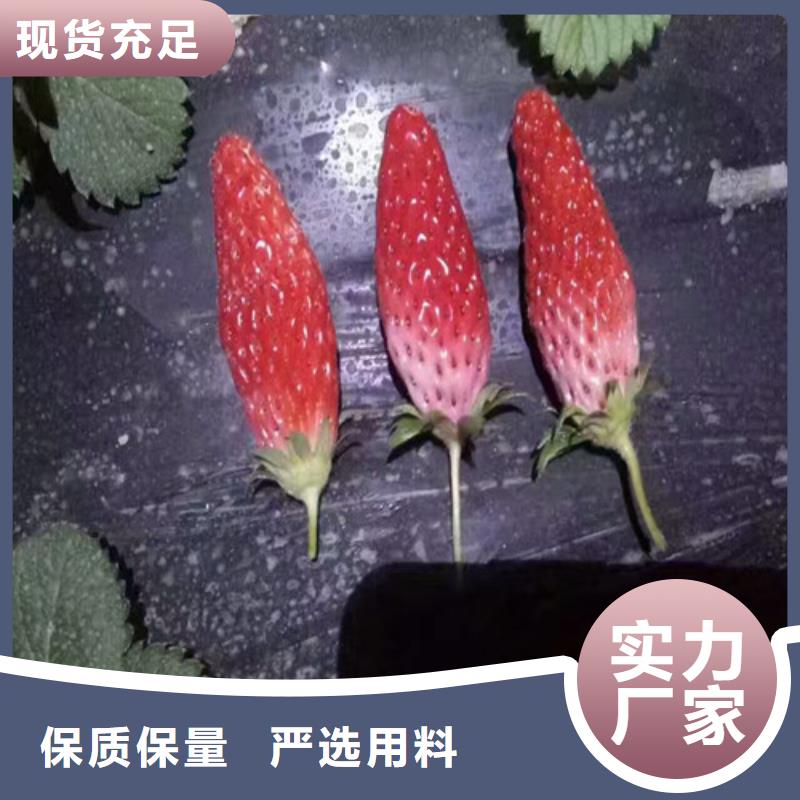 一年生白雪公主草莓苗，白雪公主草莓苗2024已更新(今日/推荐)