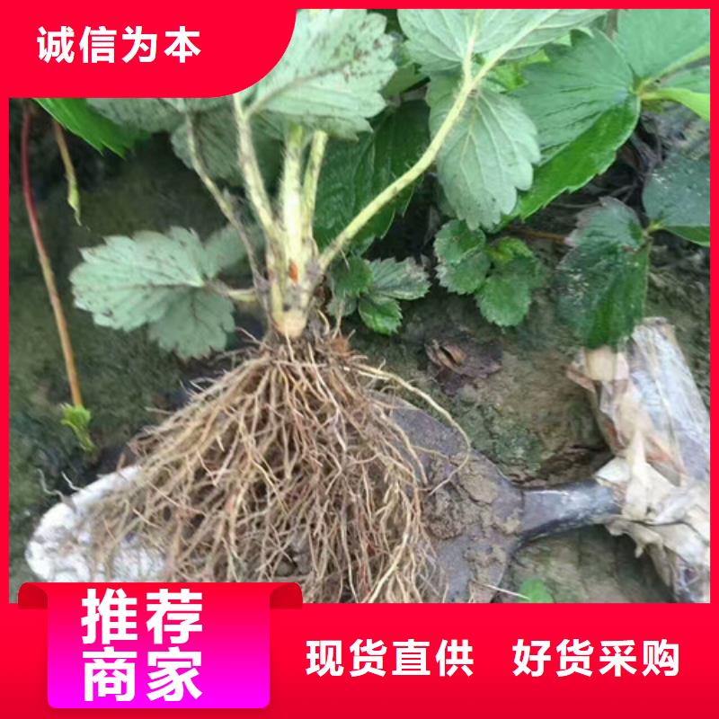 新乐红颊草莓苗培育