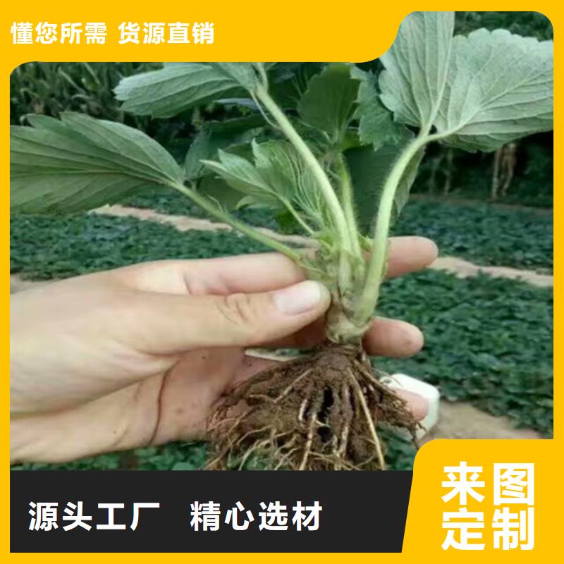 赣州信丰哪里批发草莓苗，草莓苗培育