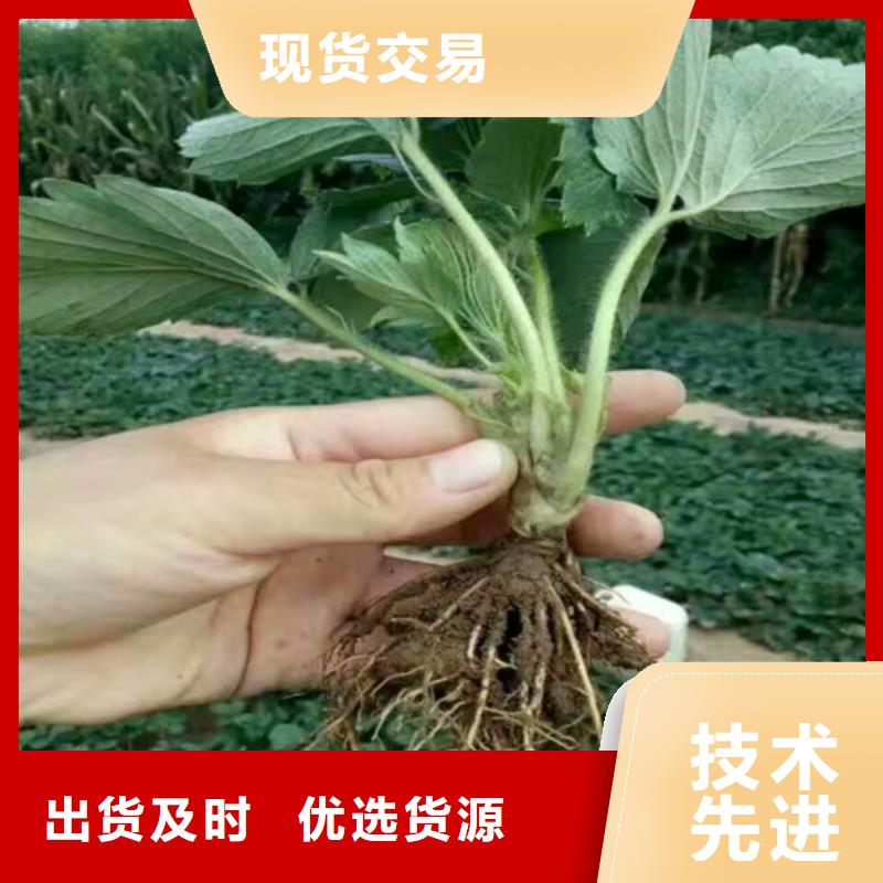 锦州白草莓苗厂家价格便宜