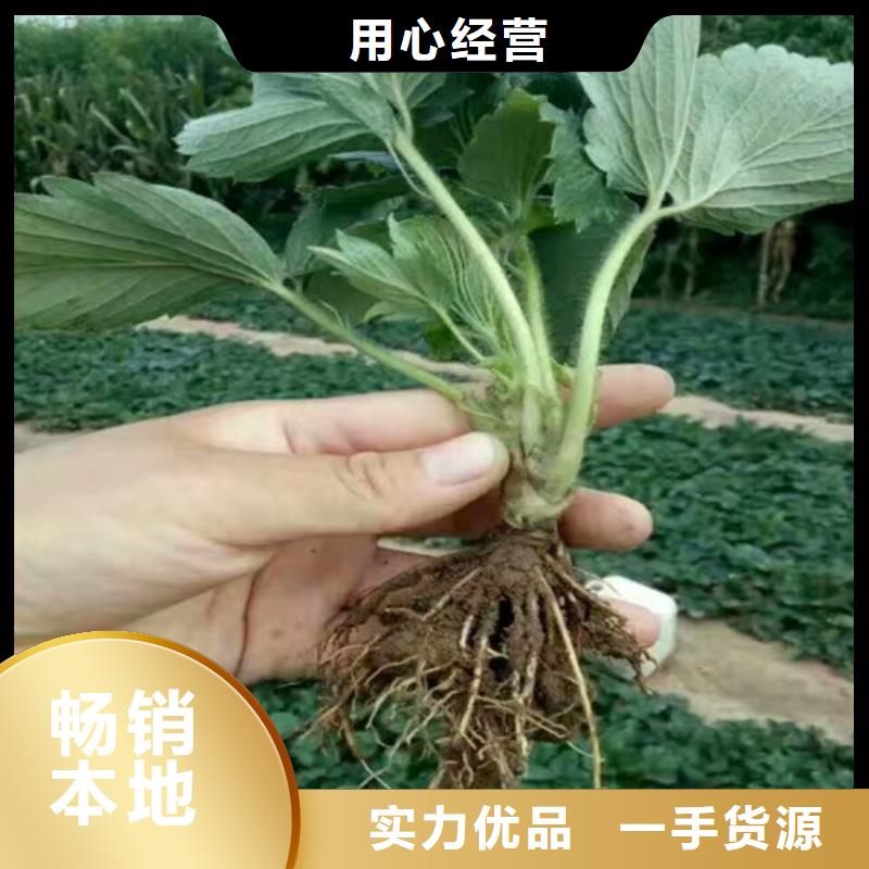 罗定桃熏草莓苗种植品种选择