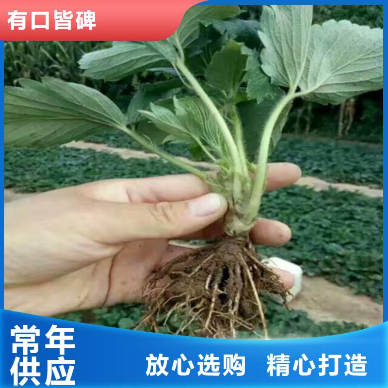 白果草莓苗销售厂家