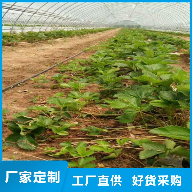 【草莓苗_香梨树苗厂家货源稳定】