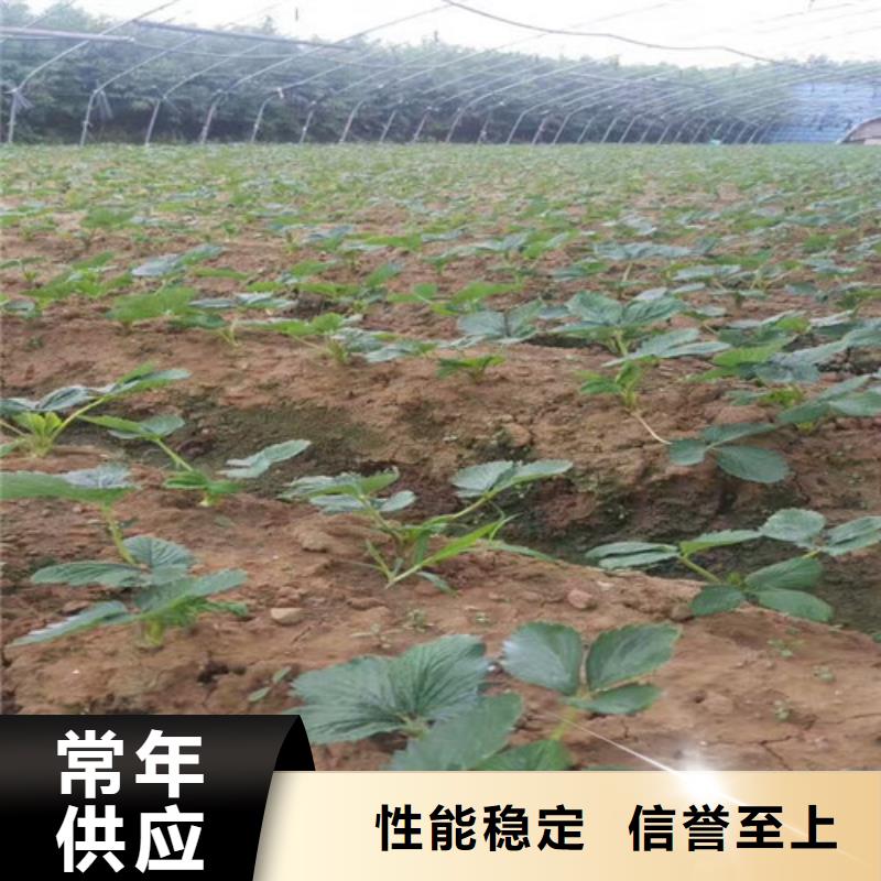 草莓苗果树苗批发基地定制批发