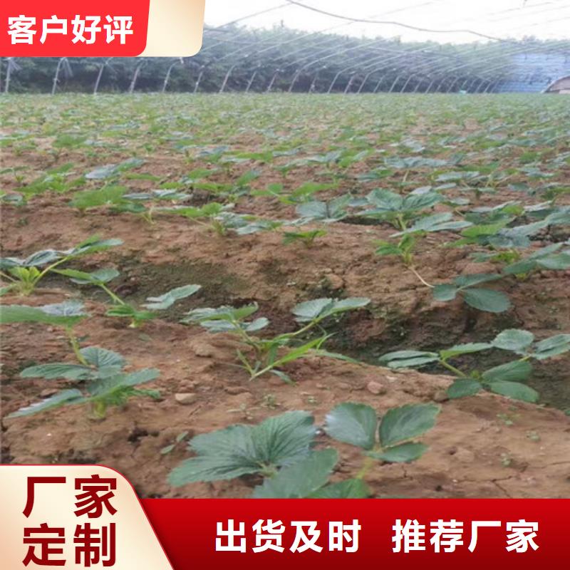 草莓苗-梨树苗真材实料加工定制