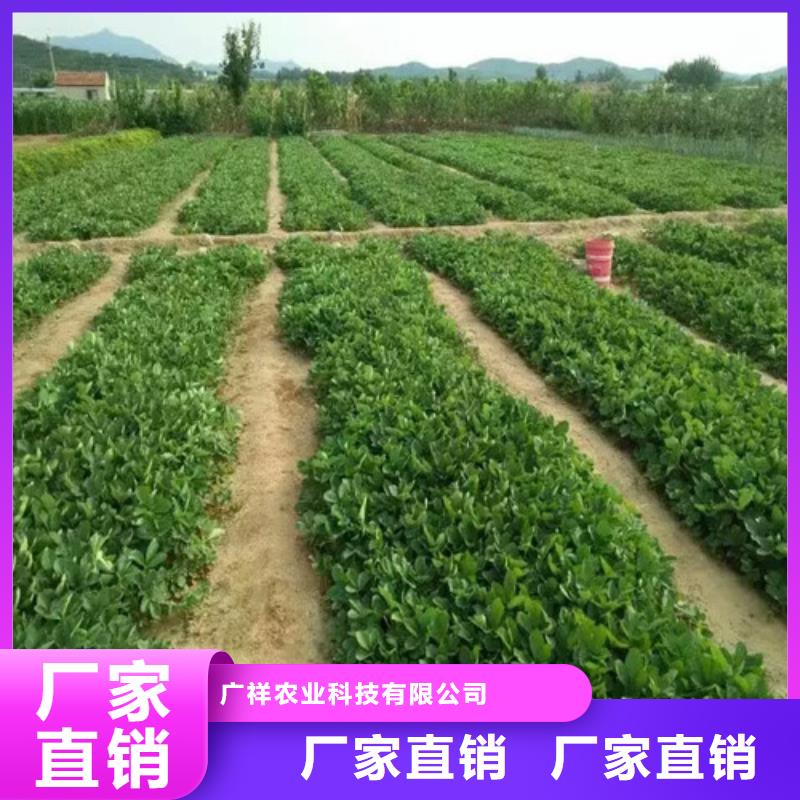 贵州章姬草莓苗种植条件