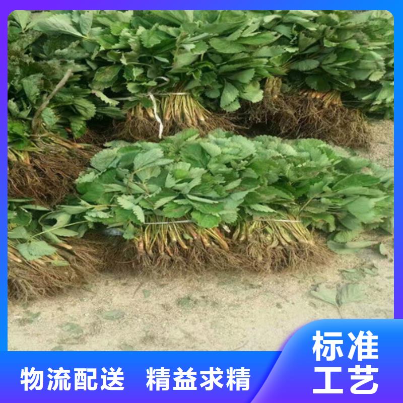 陕县红颊草莓苗基地出售