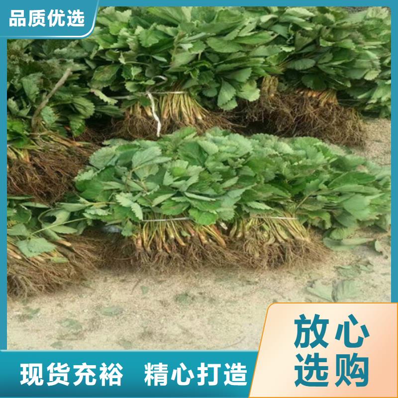 【草莓苗珍珠枣油桃树苗常年供应】