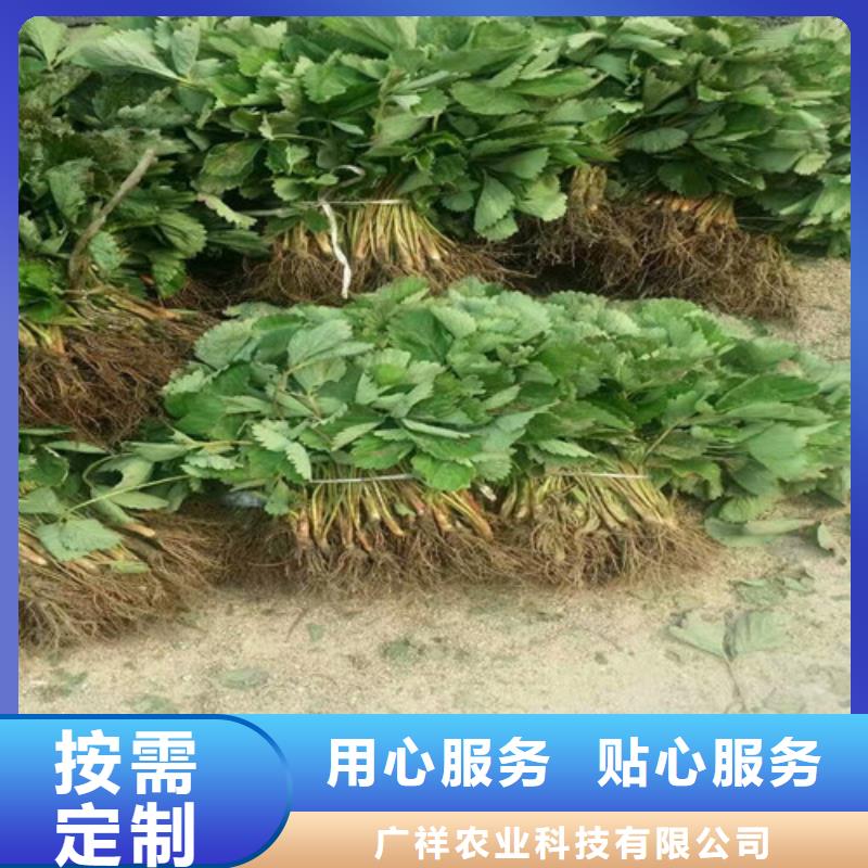 草莓苗草莓苗价格诚信经营现货现发