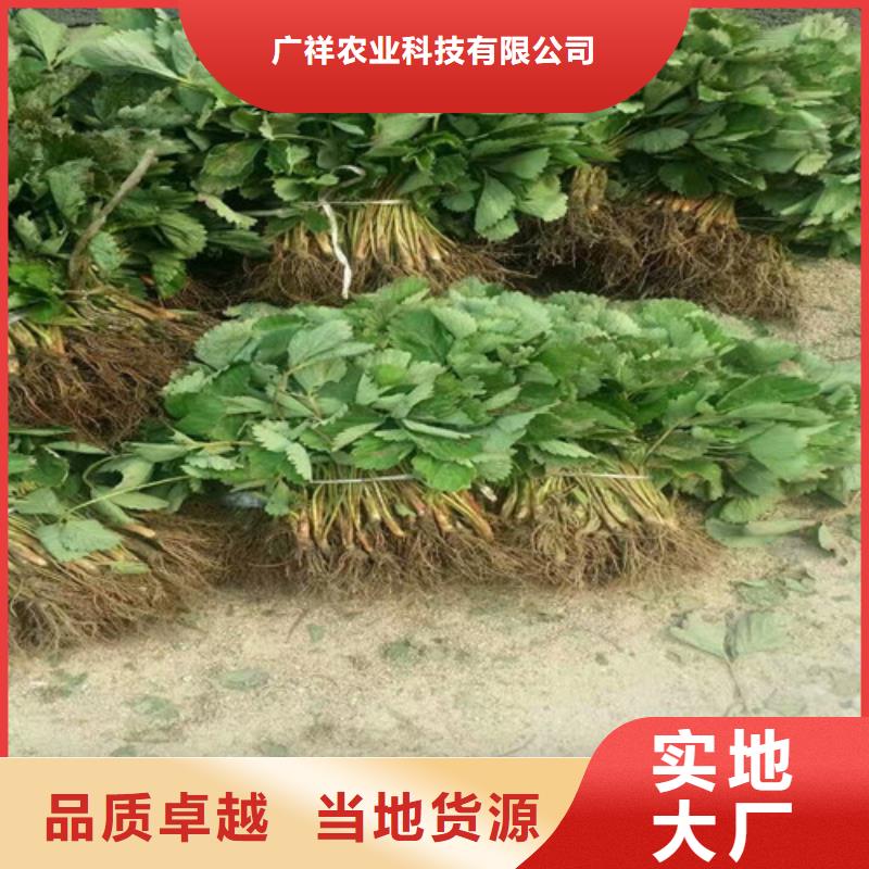 合肥庐江出售白雪公主草莓苗，白雪公主草莓苗价格多少