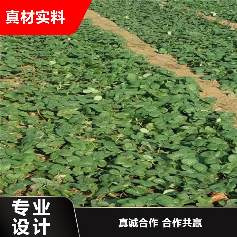 草莓苗【苹果苗基地】种类齐全