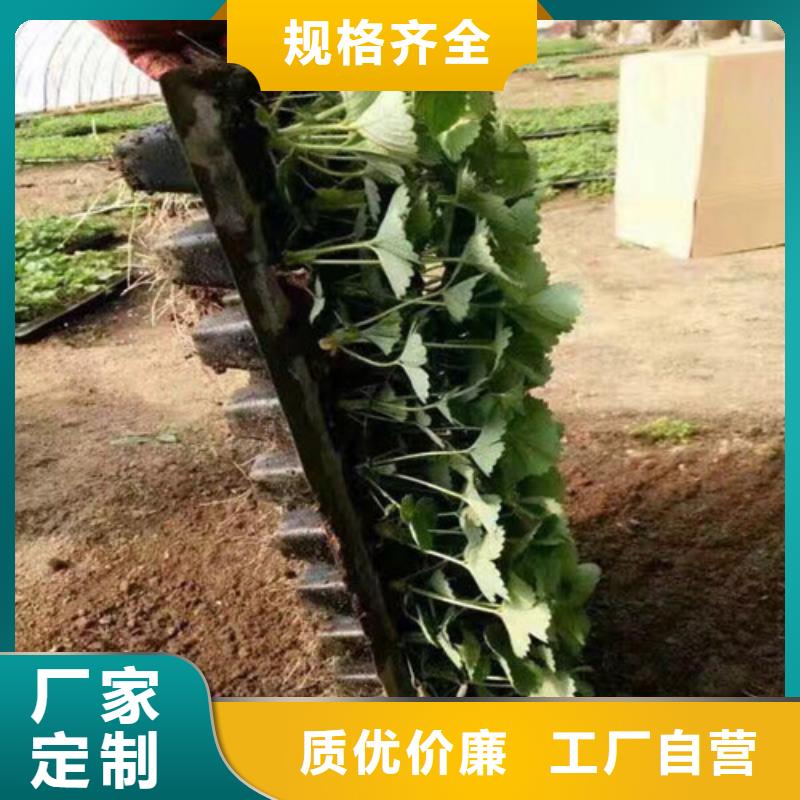 平潭菠萝草莓苗低价批发