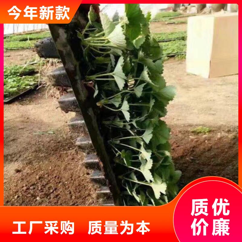 故城白草莓苗种植条件