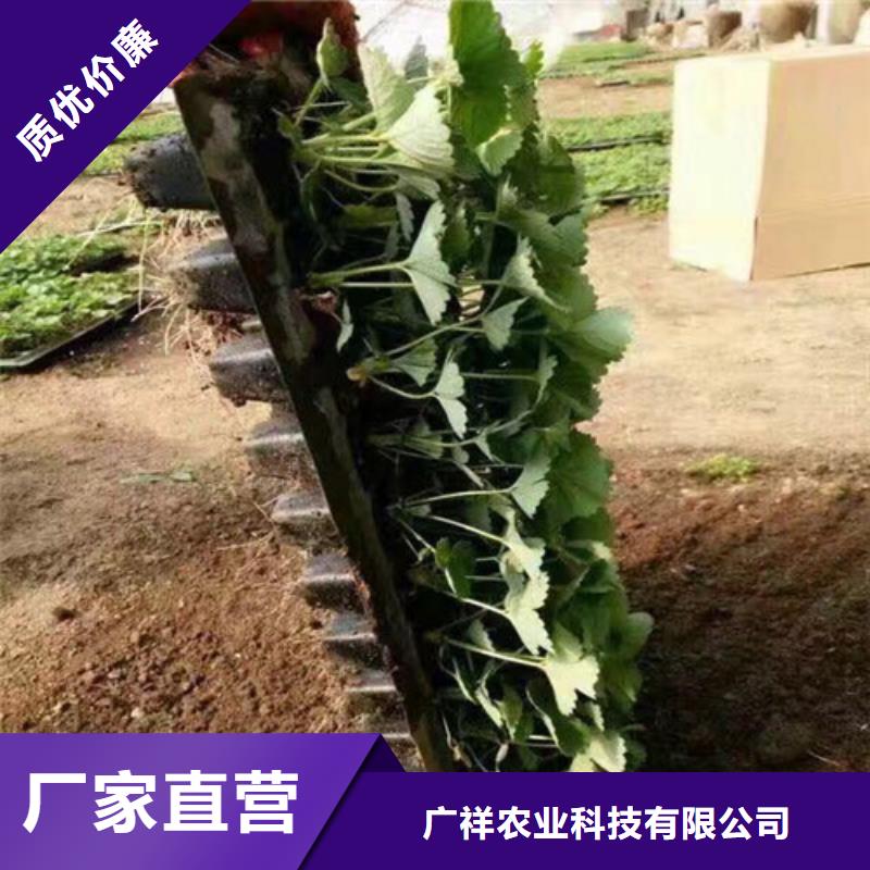 阎良妙香7号草莓苗种植条件