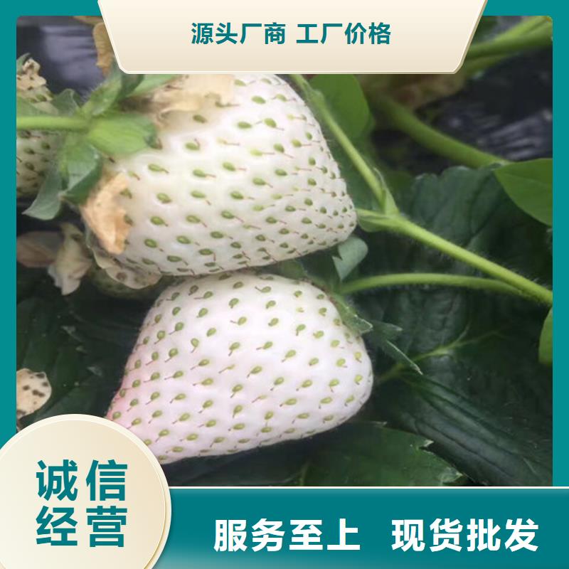 什邡桃熏草莓苗价格多少