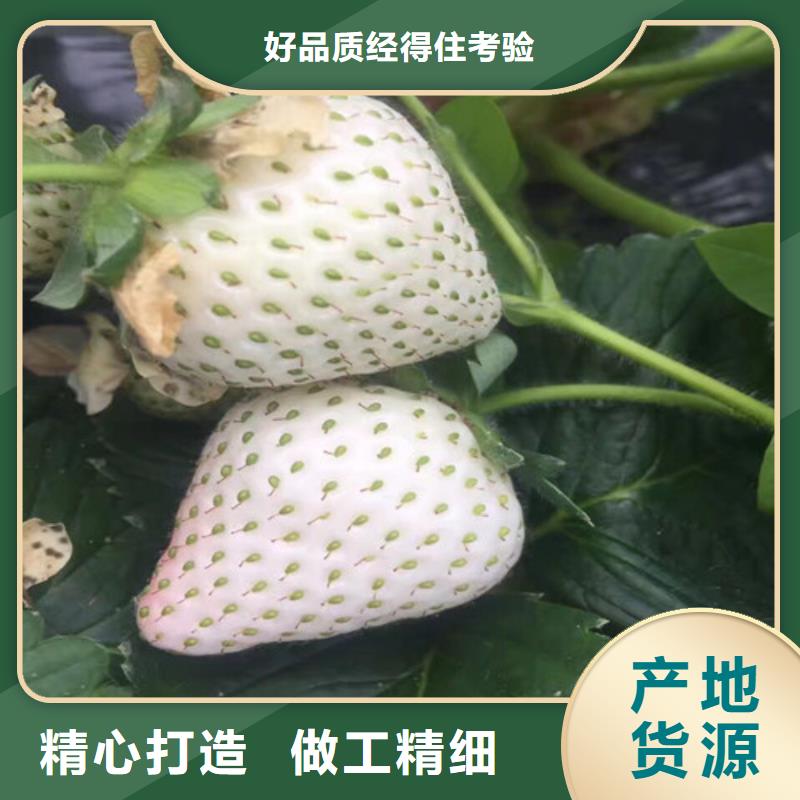 哪里买奶油草莓苗，奶油草莓苗种苗