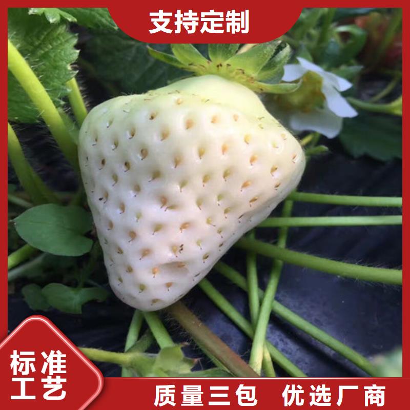 草莓苗草莓苗价格用心做好每一件产品