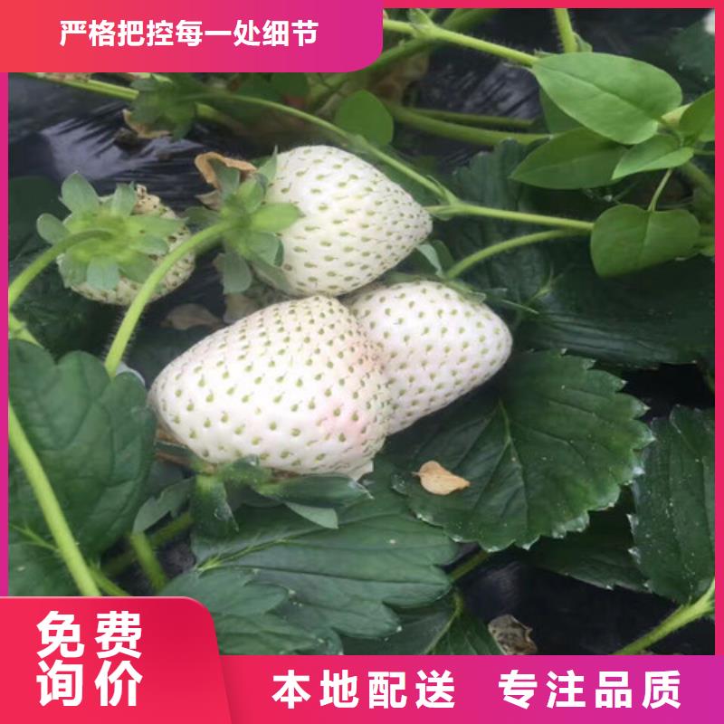 草莓苗_樱桃苗闪电发货