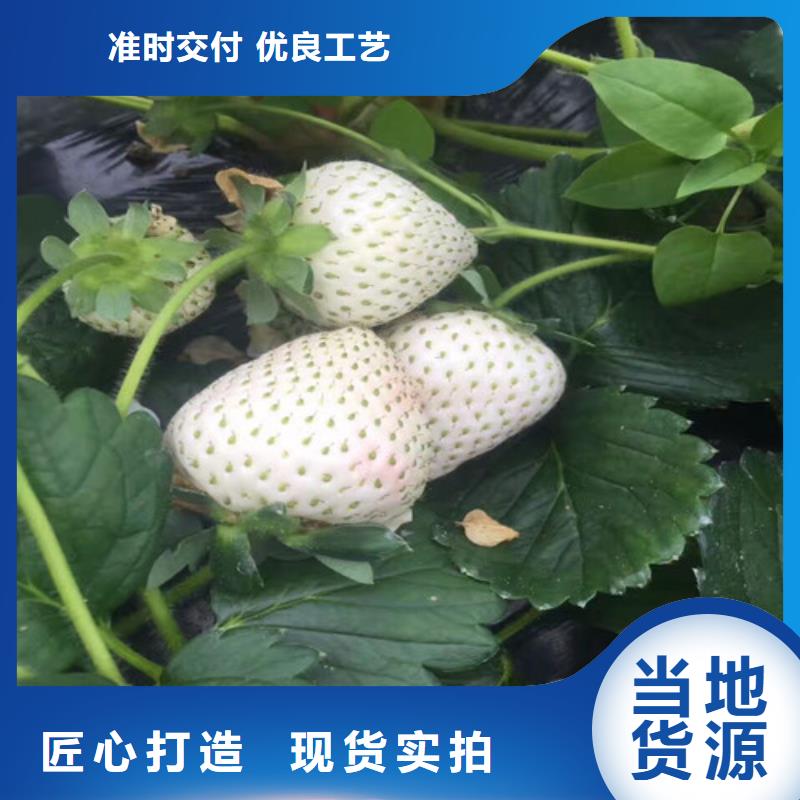 陕西榆林章姬草莓苗