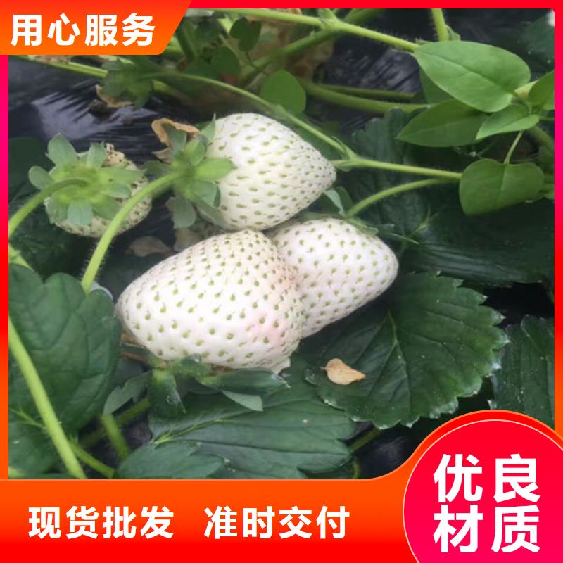 草莓苗-无籽葡萄树苗精致工艺