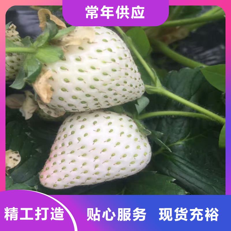 南充隋珠草莓苗直供