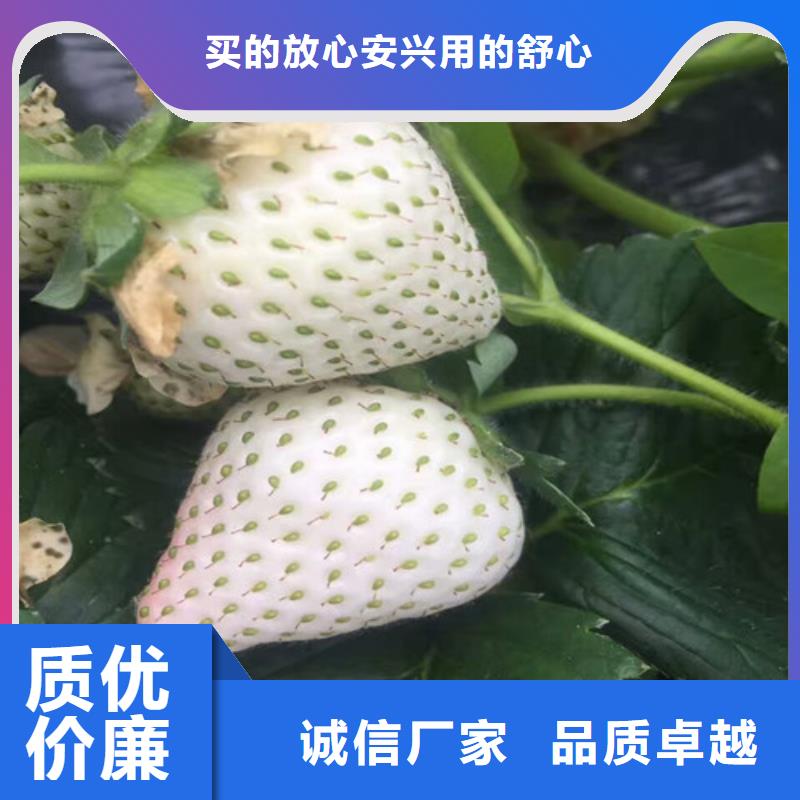 隋珠草莓苗