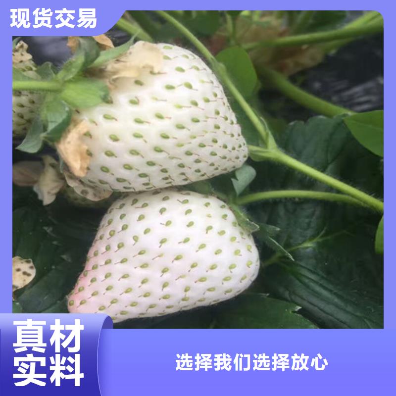 妙香7号草莓苗育苗厂家