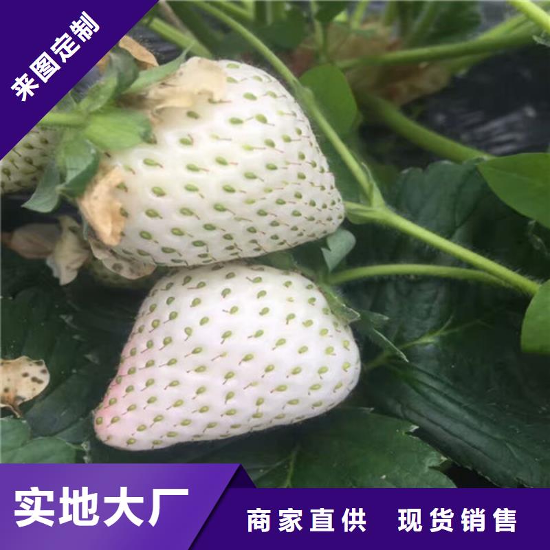 保质保量：奶油草莓苗