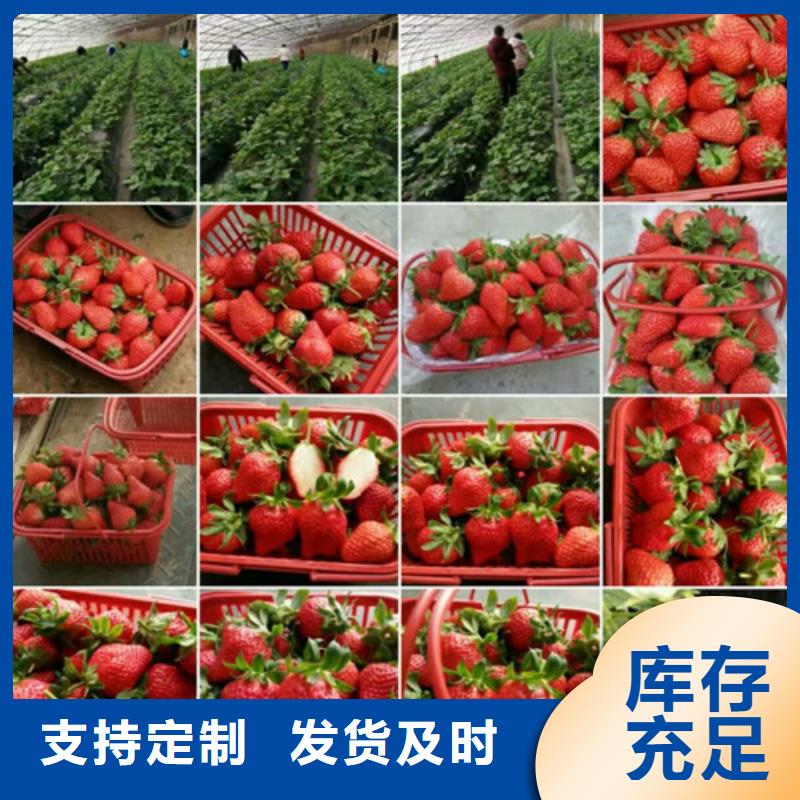 【草莓苗夏黑葡萄苗适用范围广】