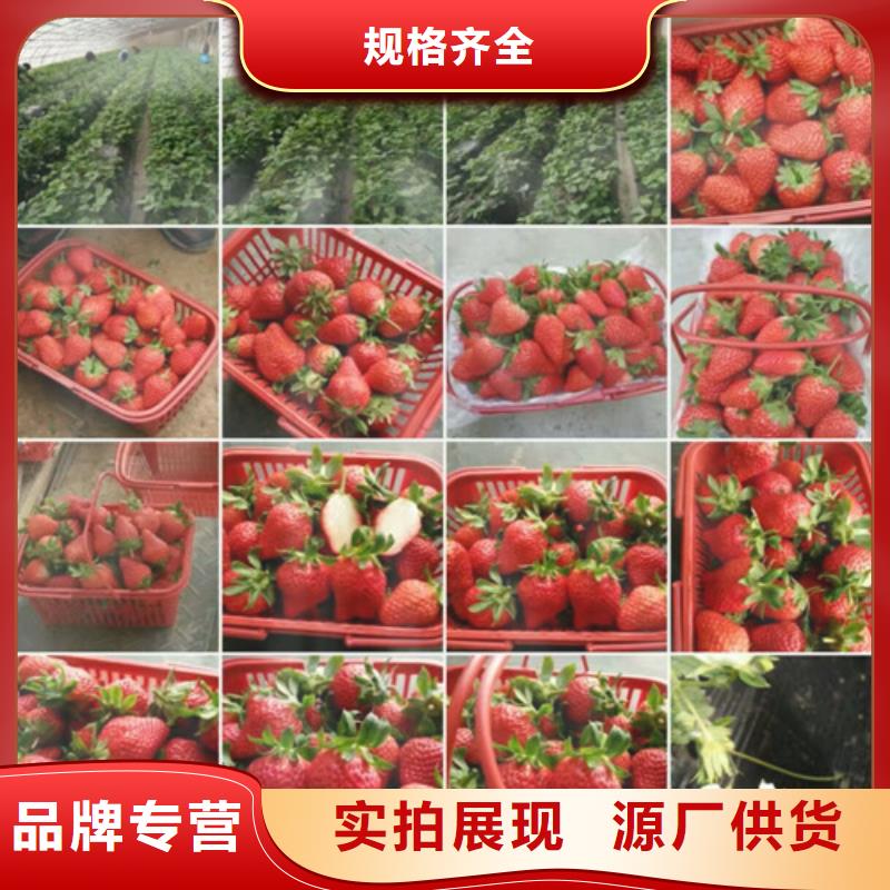 庐阳香蕉品种草莓苗哪里纯正