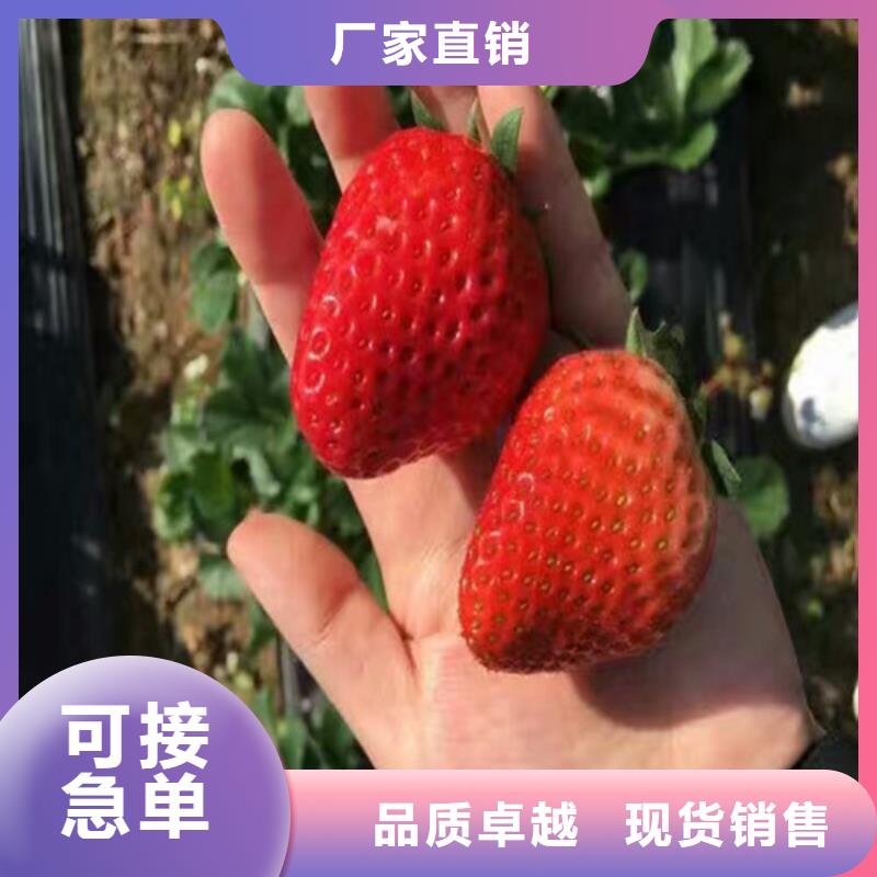 丽江牛奶草莓苗实体厂家