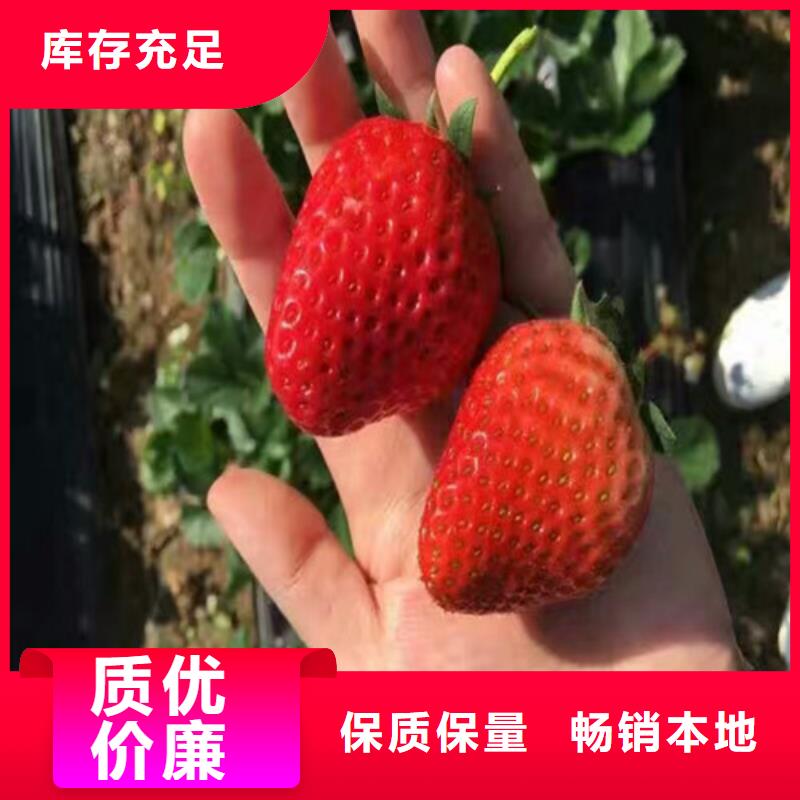 锡山妙香7号草莓苗品种齐全