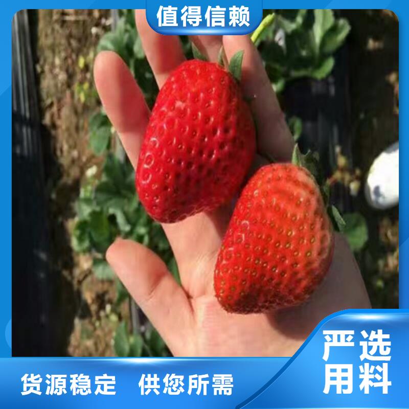 黄陂丰香草莓苗批发