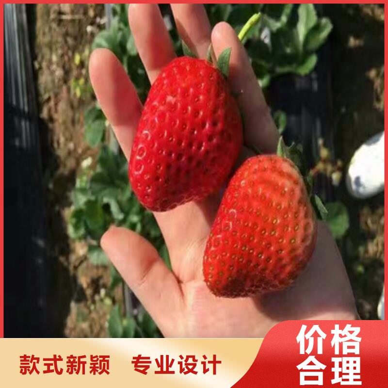 桃熏草莓苗