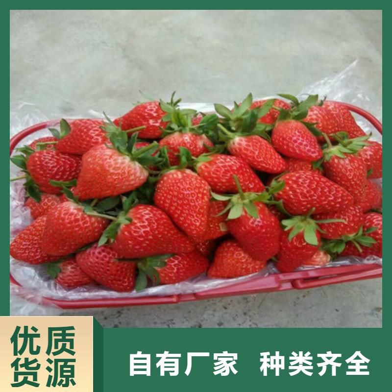 牛奶草莓苗品种齐全